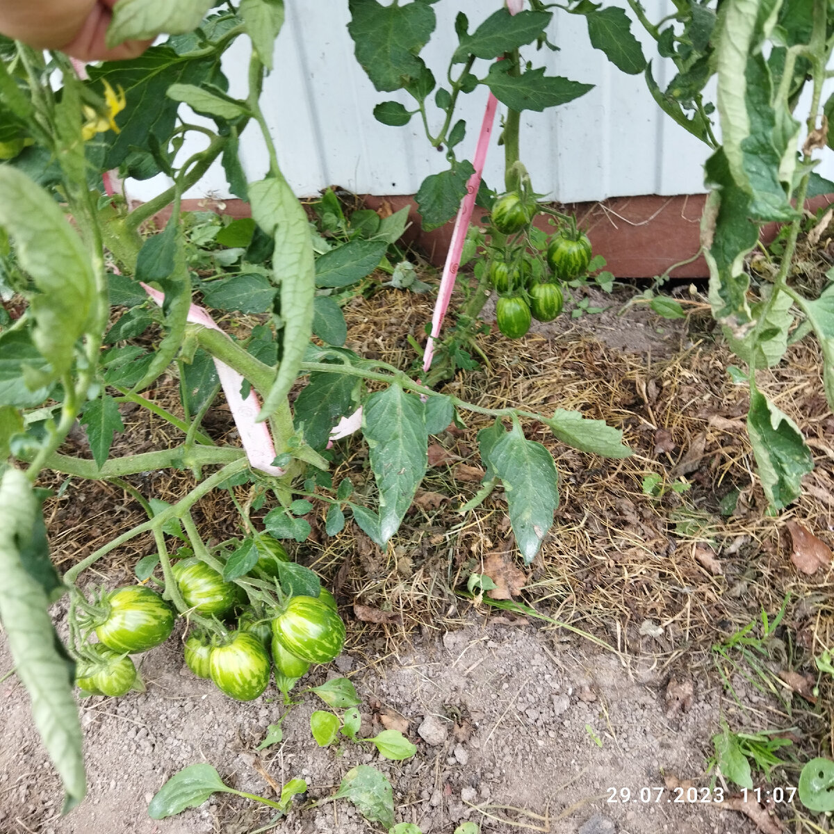 Корень на улице