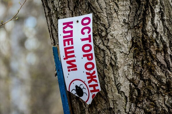 Фото: Ахметов Вадим / URA.RU/TASS