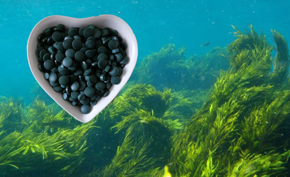 Хлорелла. Фото из личного архива