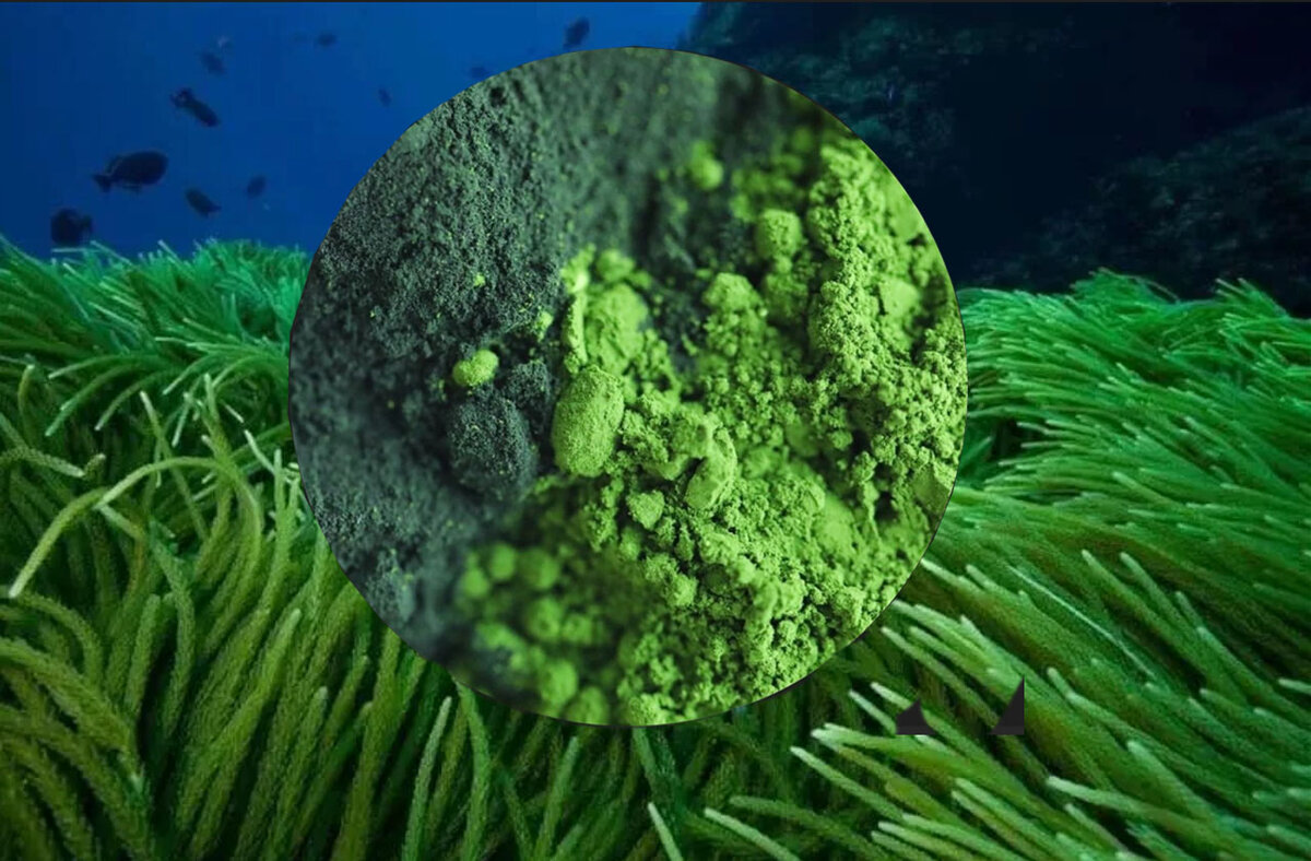 Хлорелла. Из личного архива