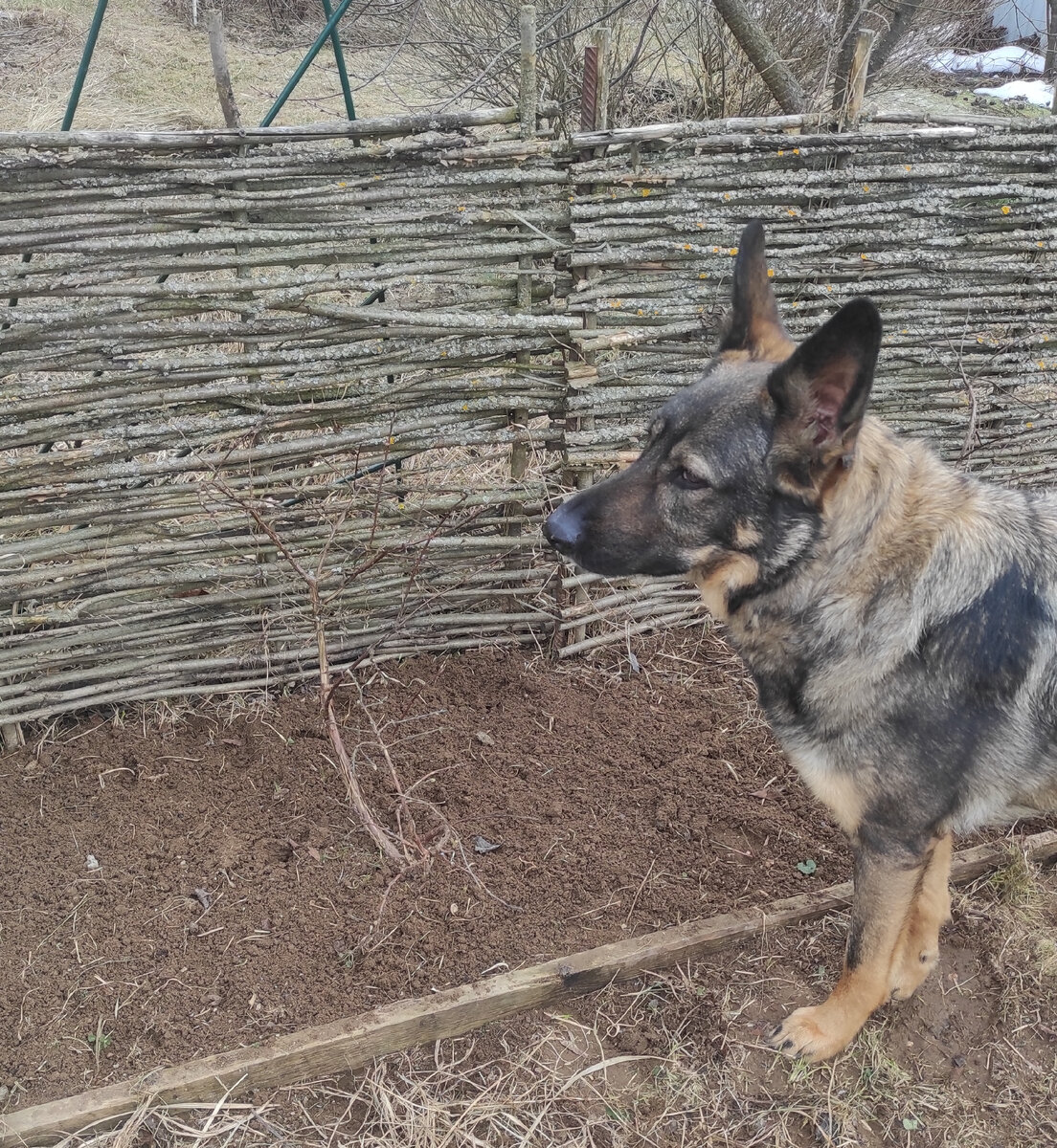 Кустик маленький, но в прошлом году дал мне пол стакана ранних синих ягодок. Никто в семье не ест жимолость. Только я. 