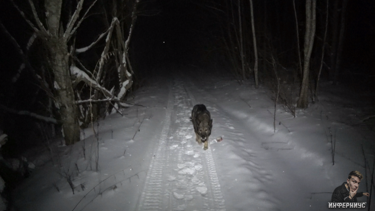Существо похоже на Волка 