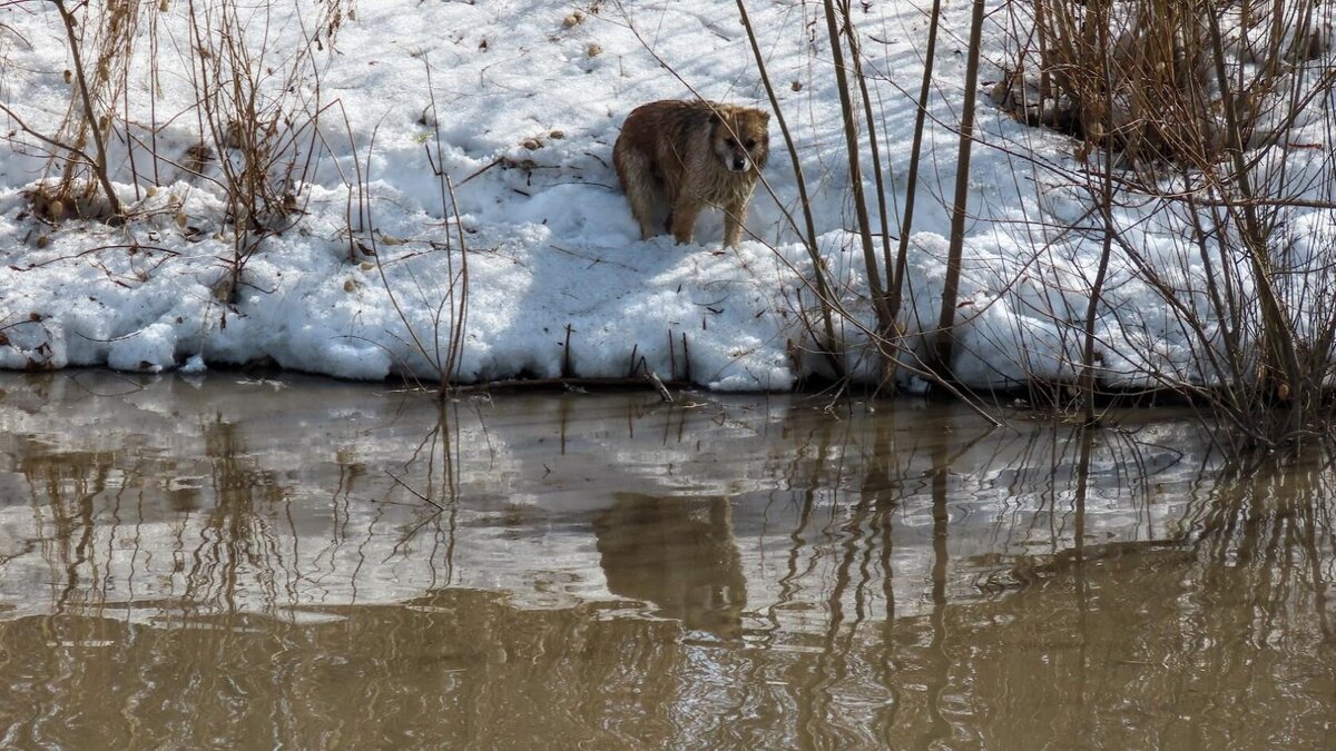 бобр речной обыкновенный. игрушка для собак мягкая "бобер", 250мм. щенок бобра. ягдтерьер на охоте на барсука. собака бобра.