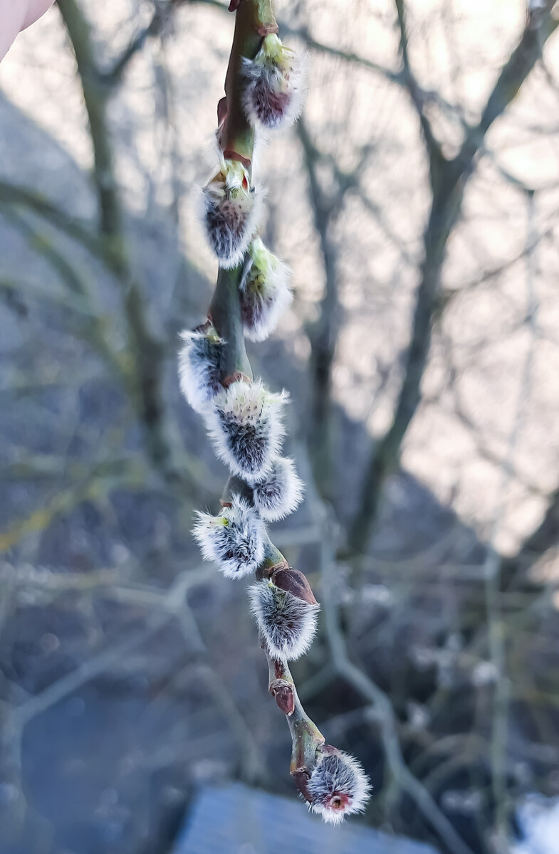 Как называется дерево? Верба?