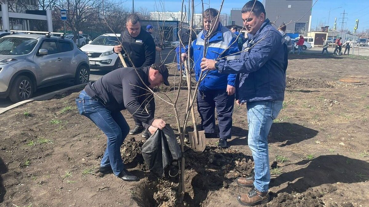    На улице Домбайской высадили зелёную зону Фото: пресс-служба Прикубанского округа