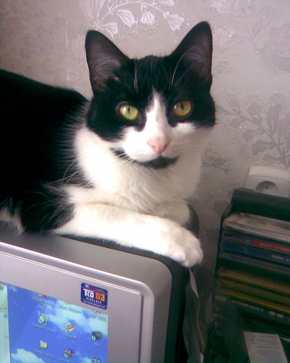Кошка Маруська