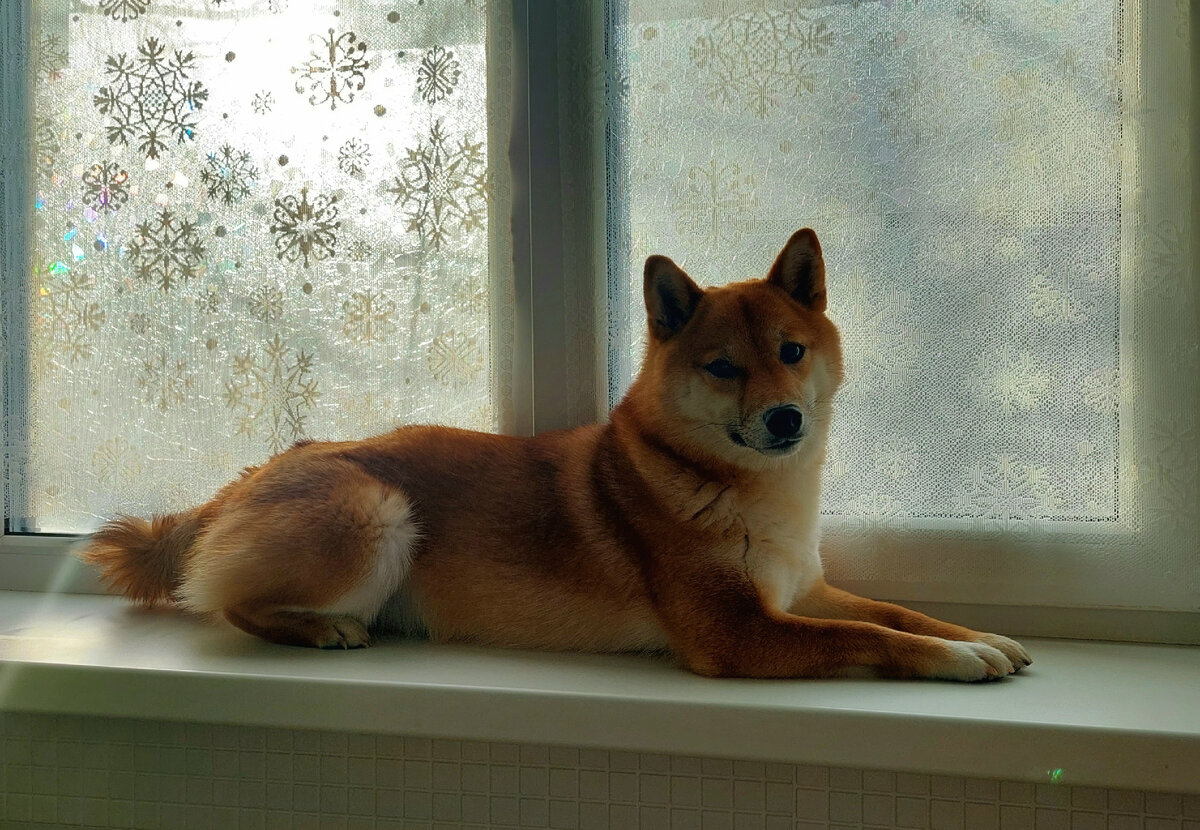 Кошка на окошке