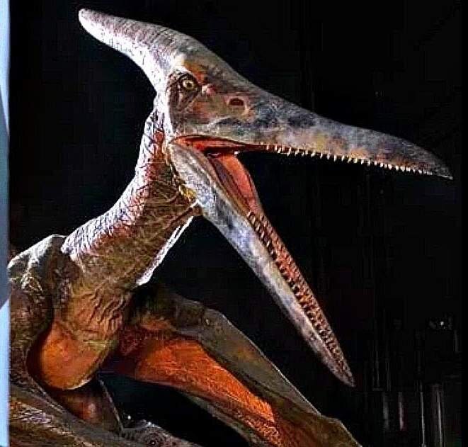 Одна из голов сперитозавра