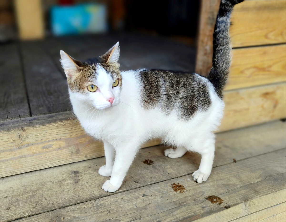 Кот Артём: Слышь, Ксень, ты прекращай мне в нос камерой тыкать. Капец неприятно