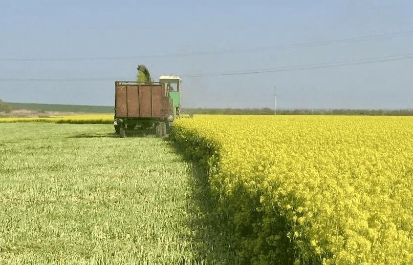 Рыжики в цвету