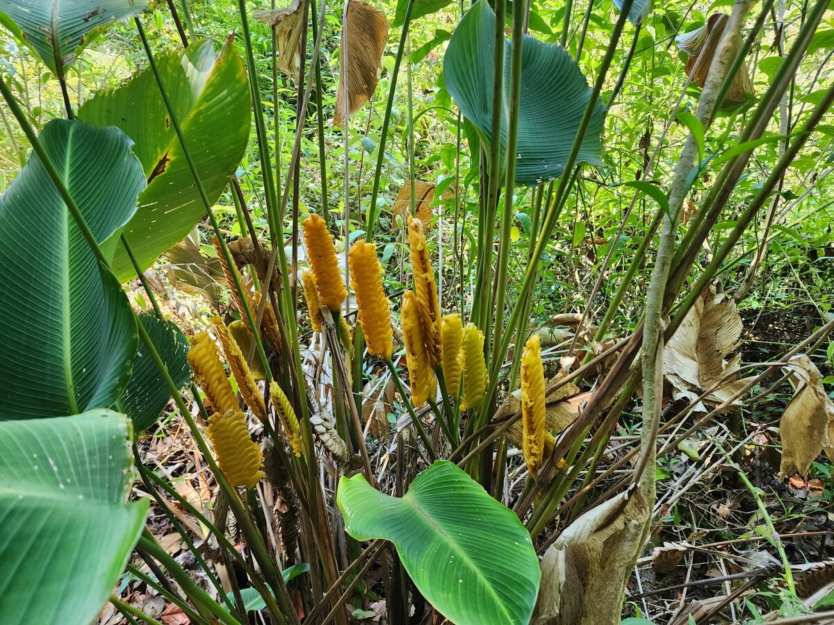 Кто такая Мэджик Стар - калатея, строманта или... ктенанта? | Exotica ...