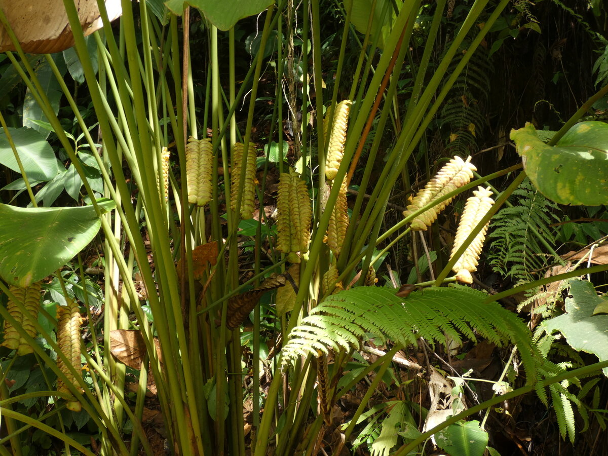 Кто такая Мэджик Стар - калатея, строманта или... ктенанта? | Exotica ...