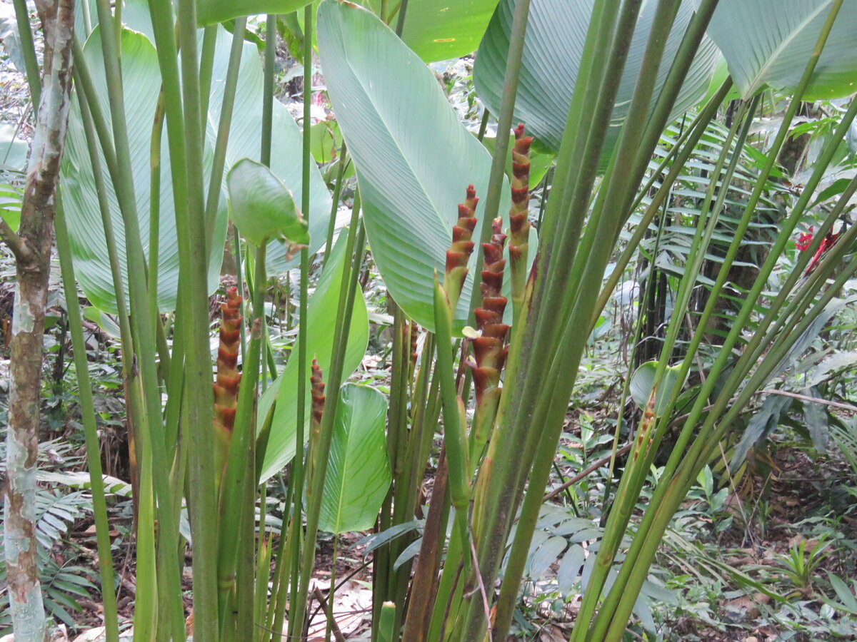 Кто такая Мэджик Стар - калатея, строманта или... ктенанта? | Exotica ...