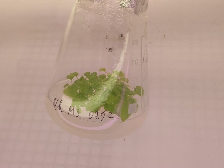 Растения в пробирке? Как это возможно?