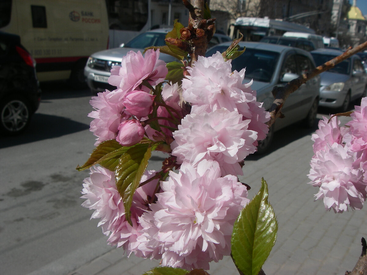 сакура 20. сакура 20. плитка сакура дельта керамика сакура. 四季 картинка. сакура 20.