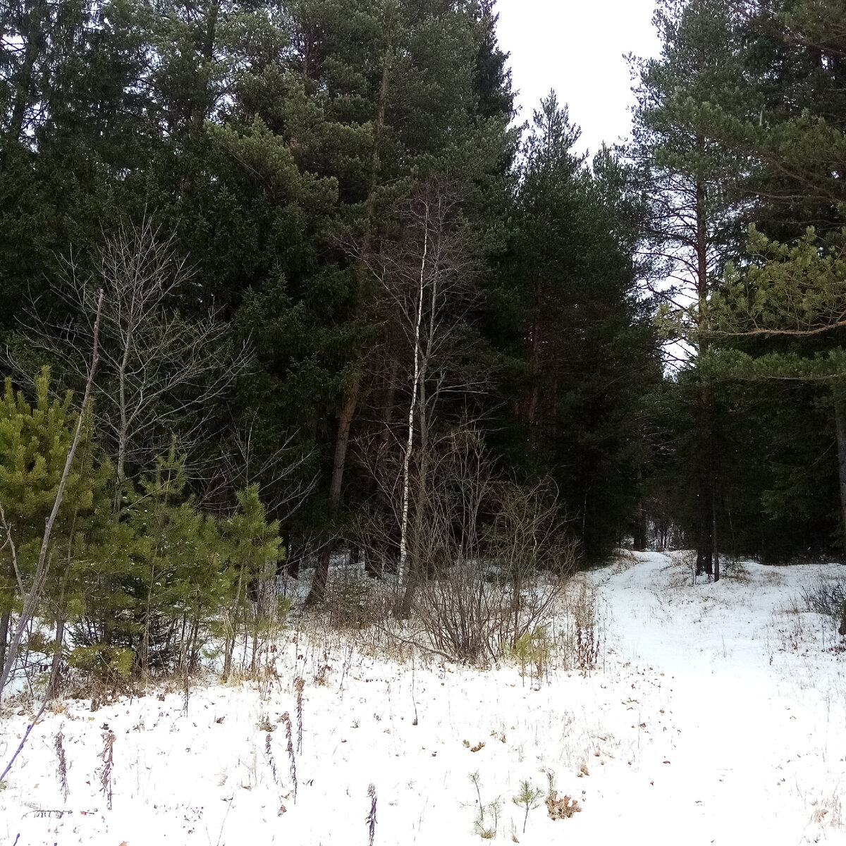 В тёмном лесу. 