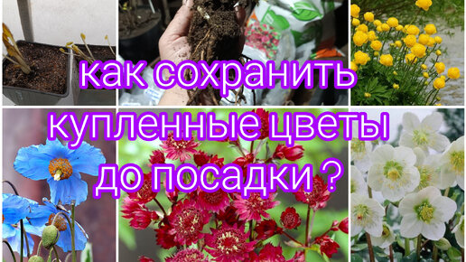 САЖЕНЦЫ ИЗ МАГАЗИНА ЛИБО ПОЛУЧЕННЫЕ ПОЧТОЙ, КАК СОХРАНИТЬ ДО ПОСАДКИ?