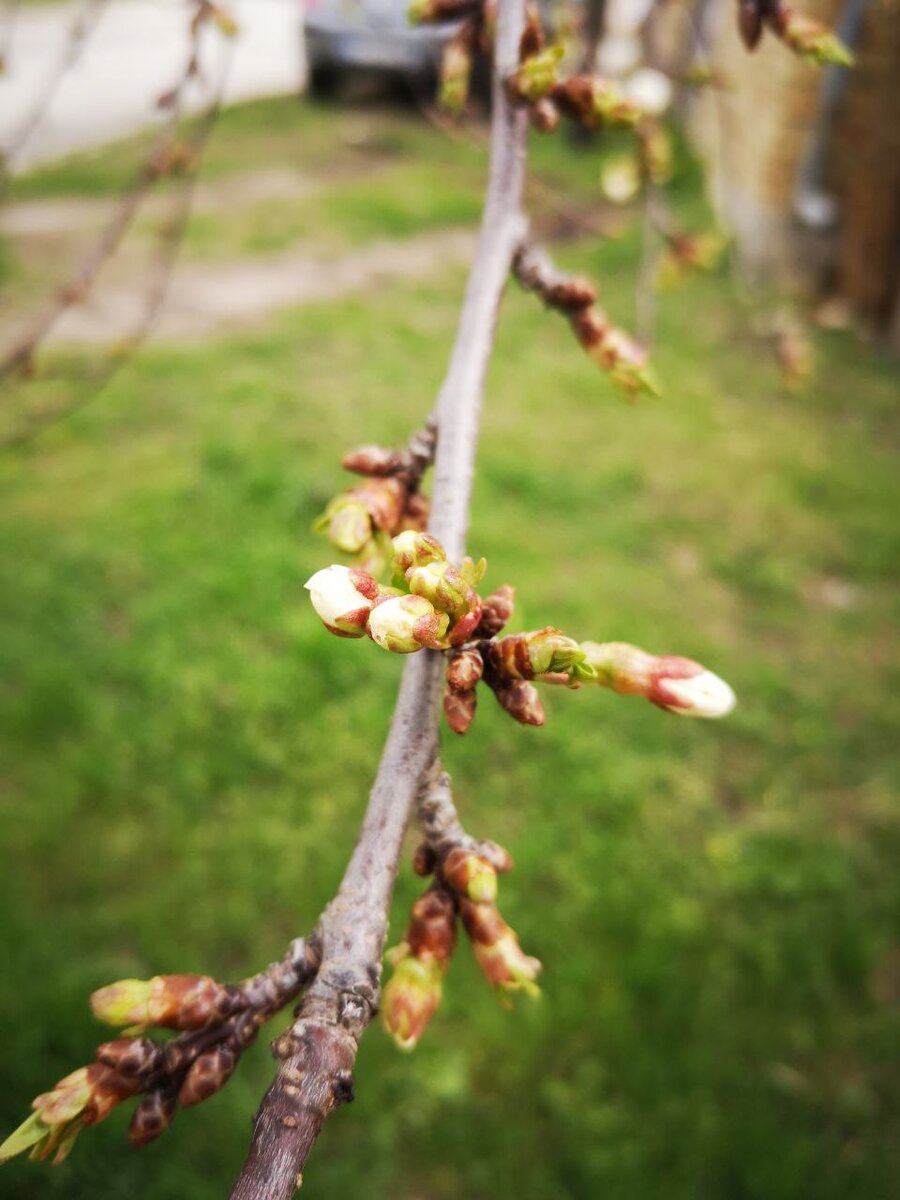 Так выглядят розовые бутоны на нашей вишне