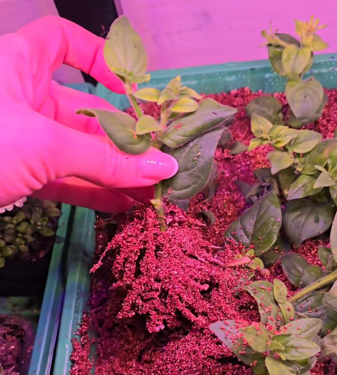 Результат укоренения через 10 дней