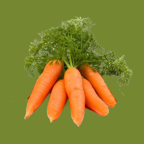 начинается время  посадки моркови