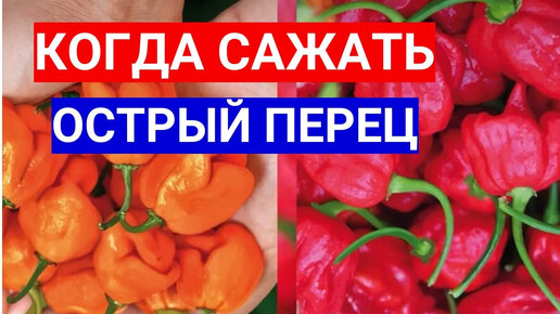 КАКОЙ ПЕРЕЦ ОСТРЕЕ - ВЫРАЩИВАЕМ ЖГУЧИЙ ПЕРЕЦ ИЗ СЕМЯН