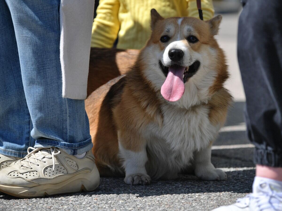    Собака породы корги на встрече клуба любителей корги в Санкт-Петербурге© РИА Новости / Александр Гальперин