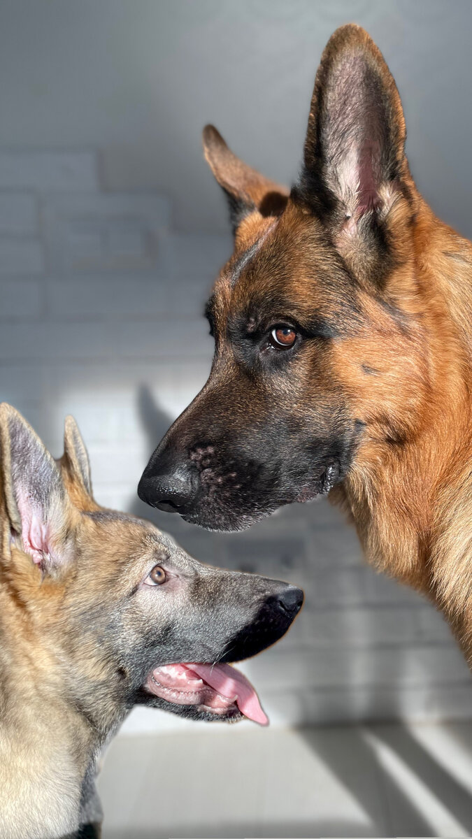 Две овчарки 