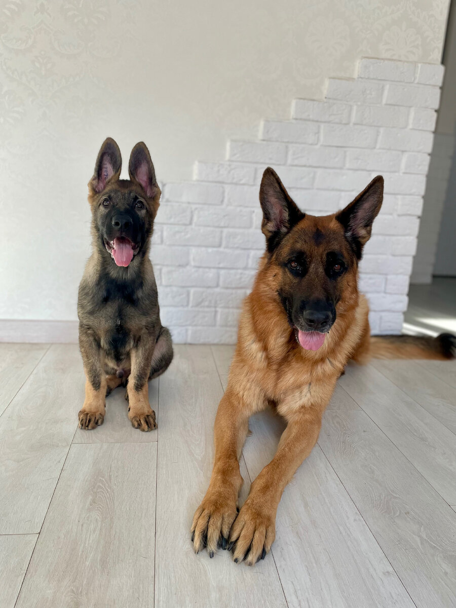 Нам сказали, что овчарки - адекватные собаки и вполне уживаются вместе.