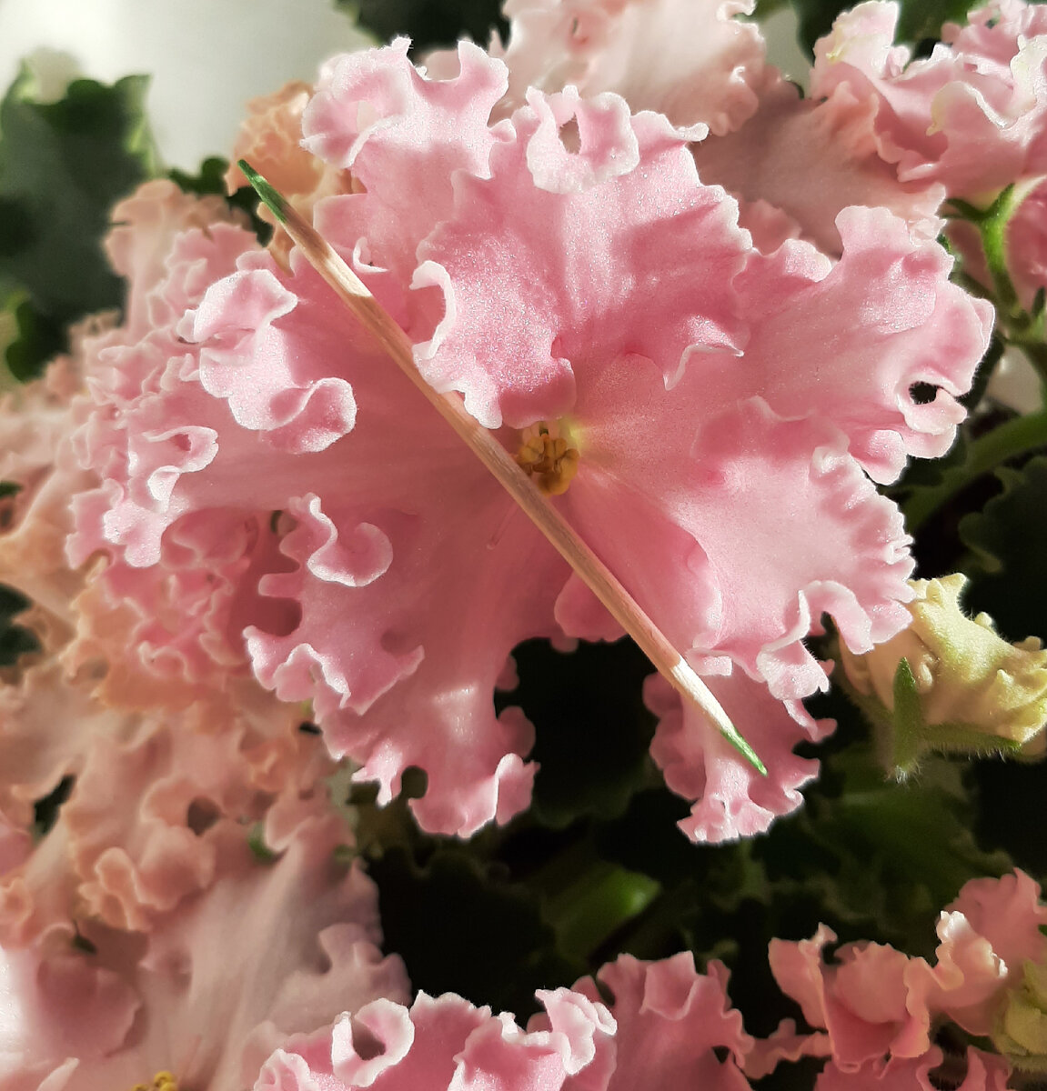 Размер цветка для сравнения с зубочисткой