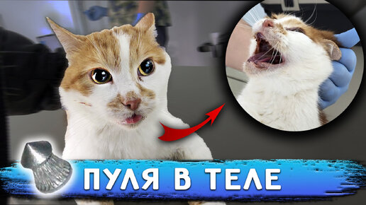 У Кота-Бойца пуля в теле😱 Операция Васе и Дуне. Кузя не может покакать 3 дня. Запустили Алису в дом.