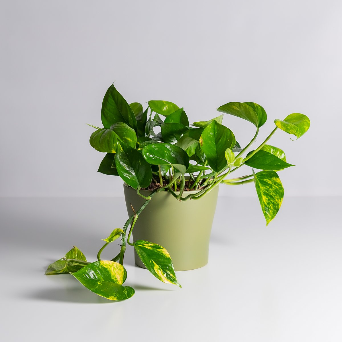 Эпипремнум Золотистый