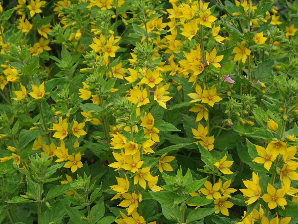 Вербейник точечный. Один из самых неприхотливых видов и довольно быстро разрастается, поэтому следует заранее продумать, как его ограничить. Фото: agro-ra.ru