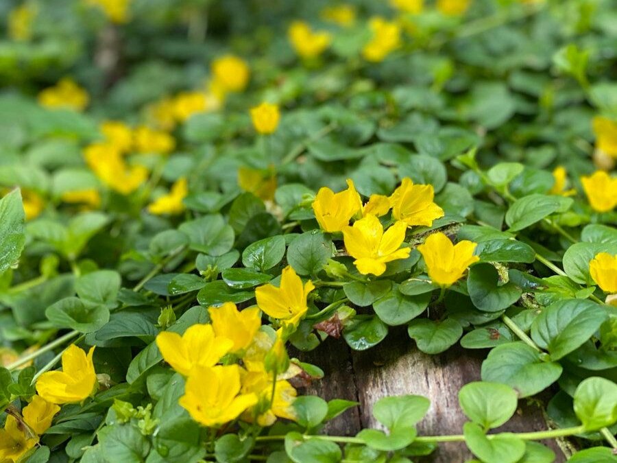 Вербейник монетчатый. Это один из лучших почвопокровных растений, но важно подобрать ему правильное место. Фото: buonroza.by