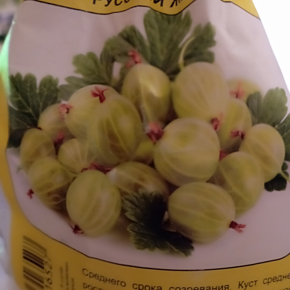 Крыжовник русский, золотистый. 