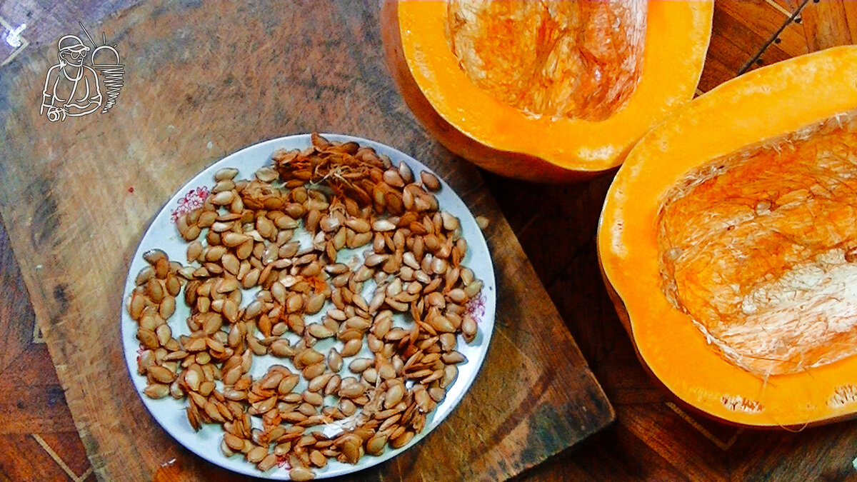 Мускатная тыква, хранившаяся до сбора семян 1,5 года, пережила две зимы. Собранные семена тыквы в тарелке. на срезах тыквы видно местами мелкие полости, из-за потери воды. Но, в целом тыква оказалась всё ещё вполне сочной и даже съедобной, несмотря на длительный период хранения. Семена этой тыквы мы сажаем уже много лет, и они дают стабильную урожайность. 