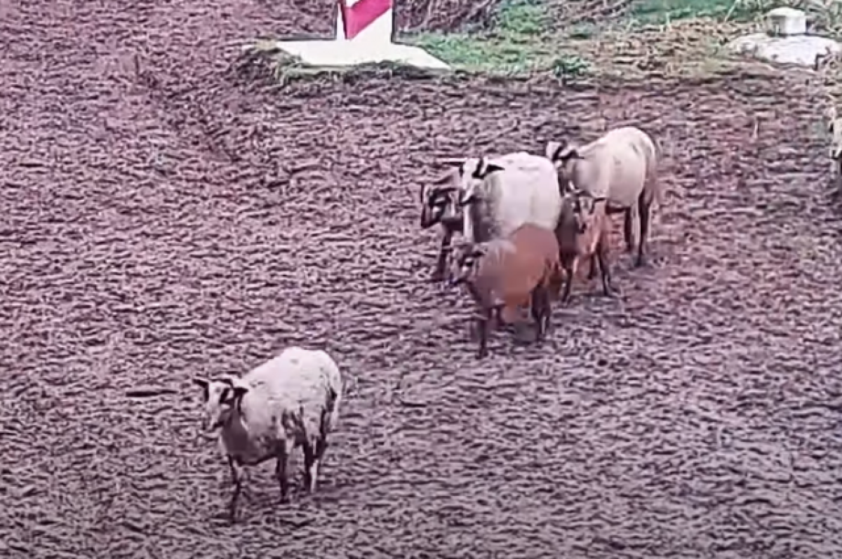    RMF24: стадо овец вызвало переполох на границе Украины и Польши