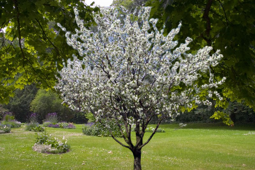 Заботу о вишневом дереве следует начинать ещё до начала цветения
