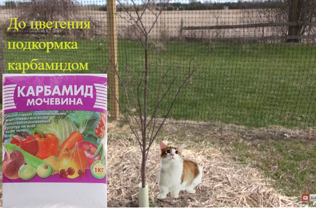 подкармливают   карбамидом (мочевиной) 