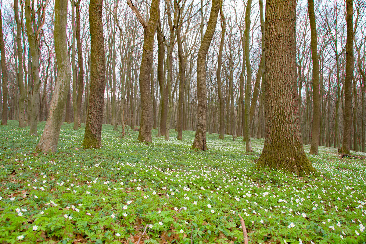    Фото: Petro Perutskyi / Shutterstock.com
