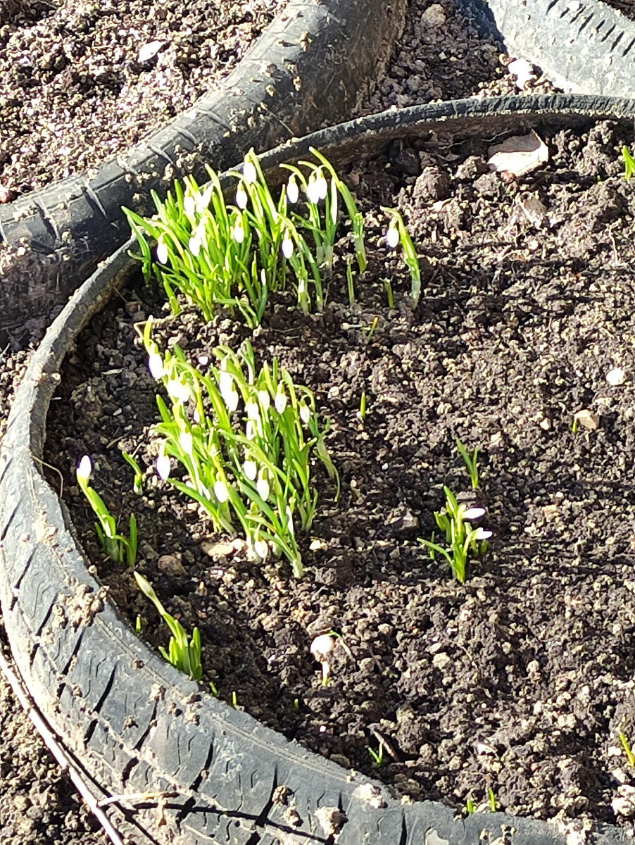 Подснежники для красоты))