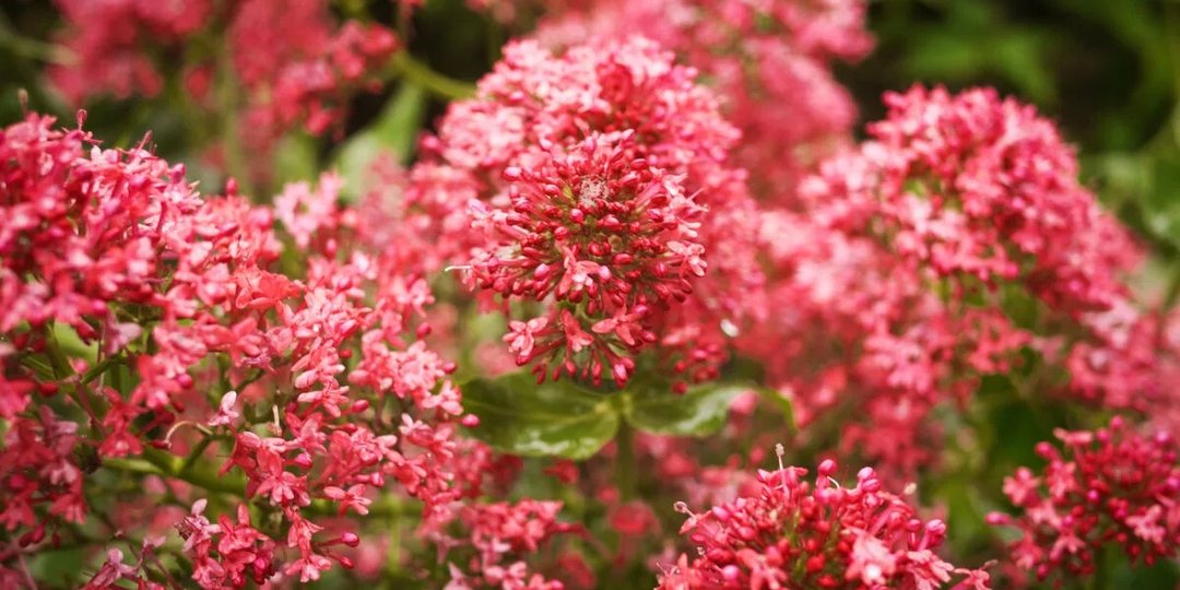 Эти простые в уходе цветы выручают много лет