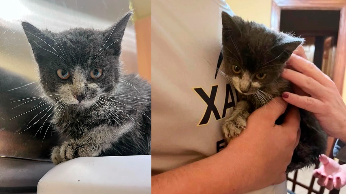    Котенок быстро нашел новый дом