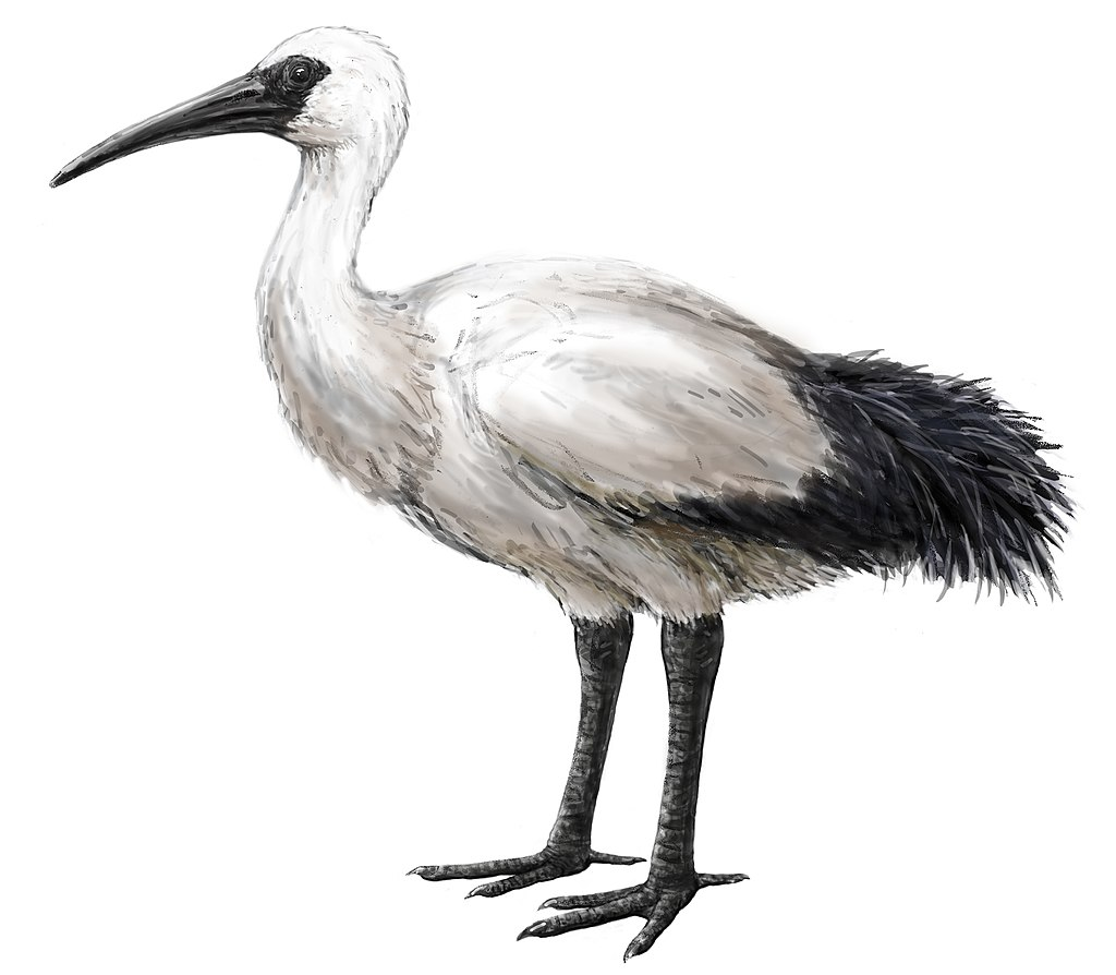 Threskiornis solitarius, реюньонский дронт.