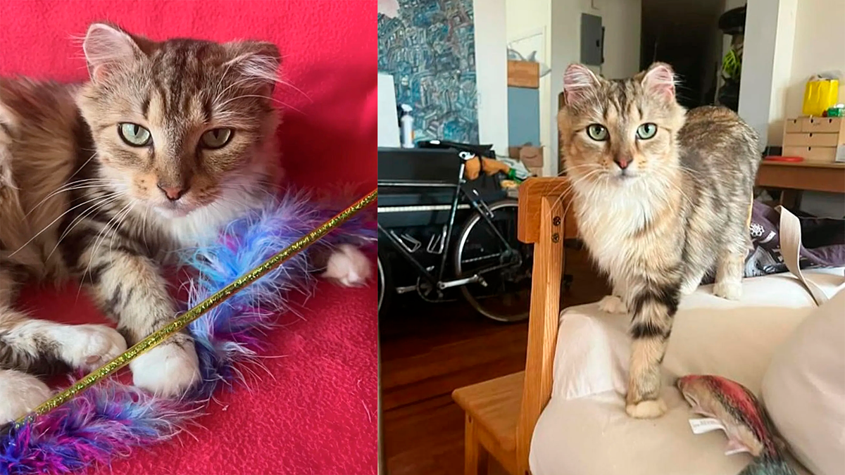    В новом доме Милашка превратилась в обычную домашнюю кошку: принимала ласку и играла с игрушками