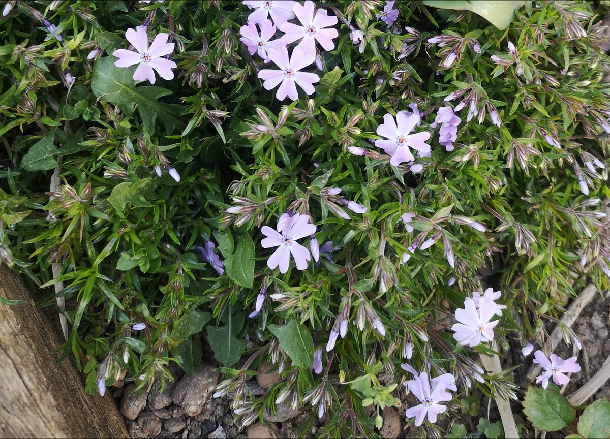 Это просто для картинки