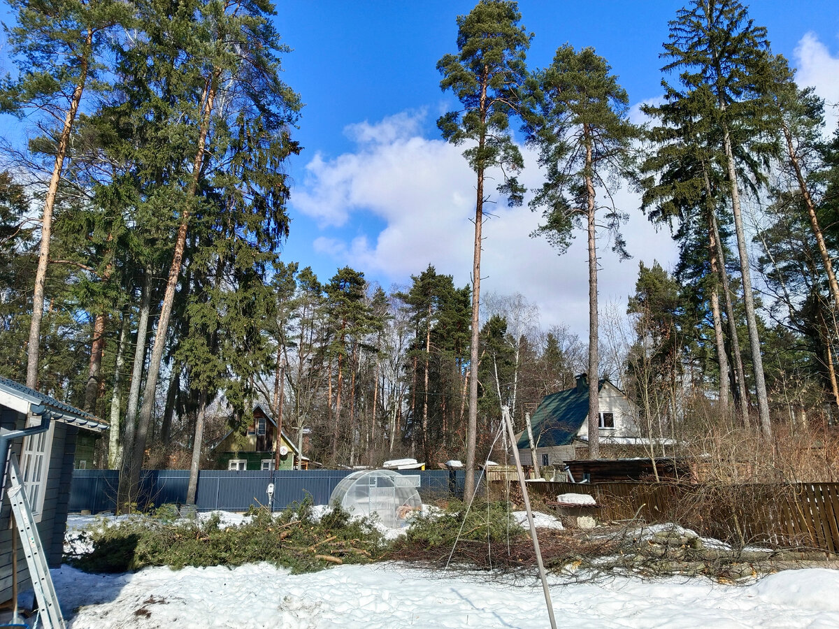 Слева - сосна лежит, справа - ель и орешник перед ней