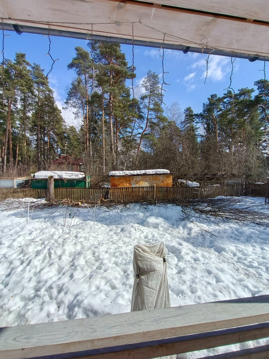 Клен и липа вдоль забора