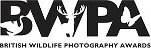 Две недели назад были объявлены итоги British Wildlife Photography Awards (BWPA), как понятно из названия, фотоконкурса, посвященного дикой природе Великобритании.
