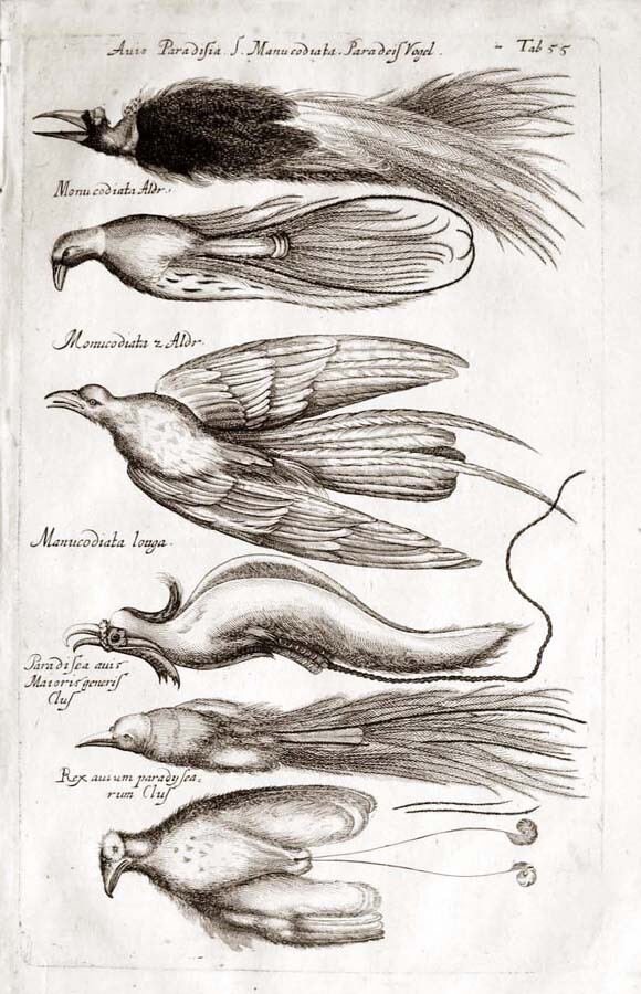 Merian Jonston — Birds of Paradise, 1650