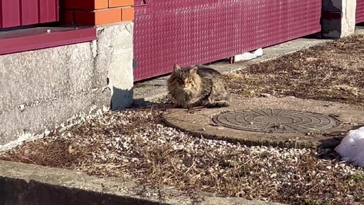 Кто ходит в гости по утрам, тот поступает мудро😺